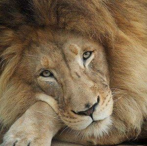 Meet your Posher, Maya